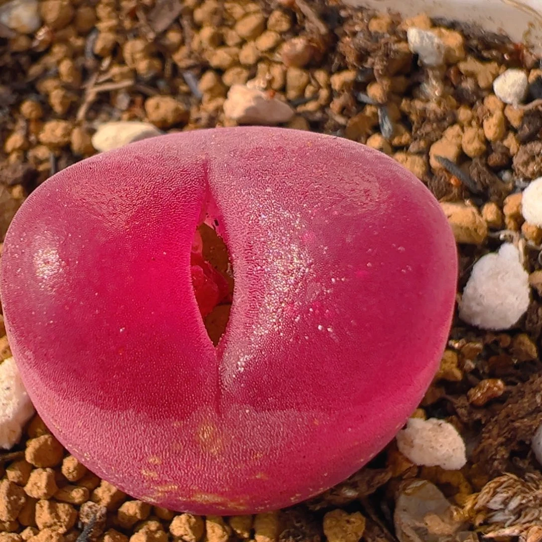 106多肉植物百科知识