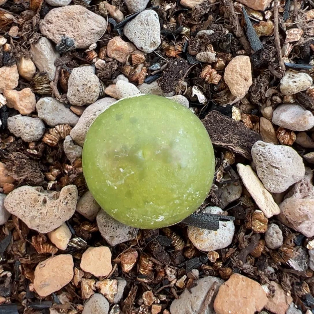 星星眼特特多肉多肉