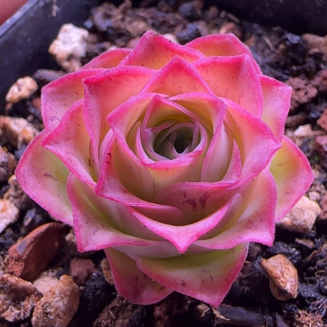 L233半城玫瑰黄帕灵泽