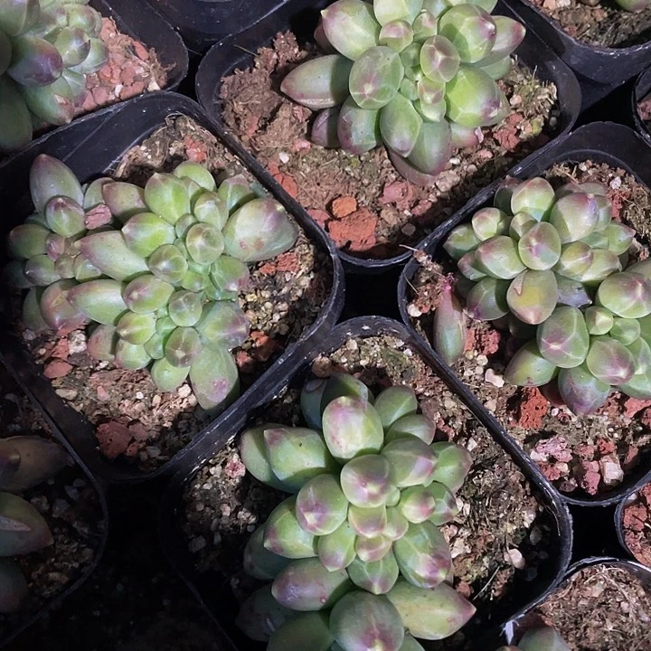 6.5方缀化千代田缀