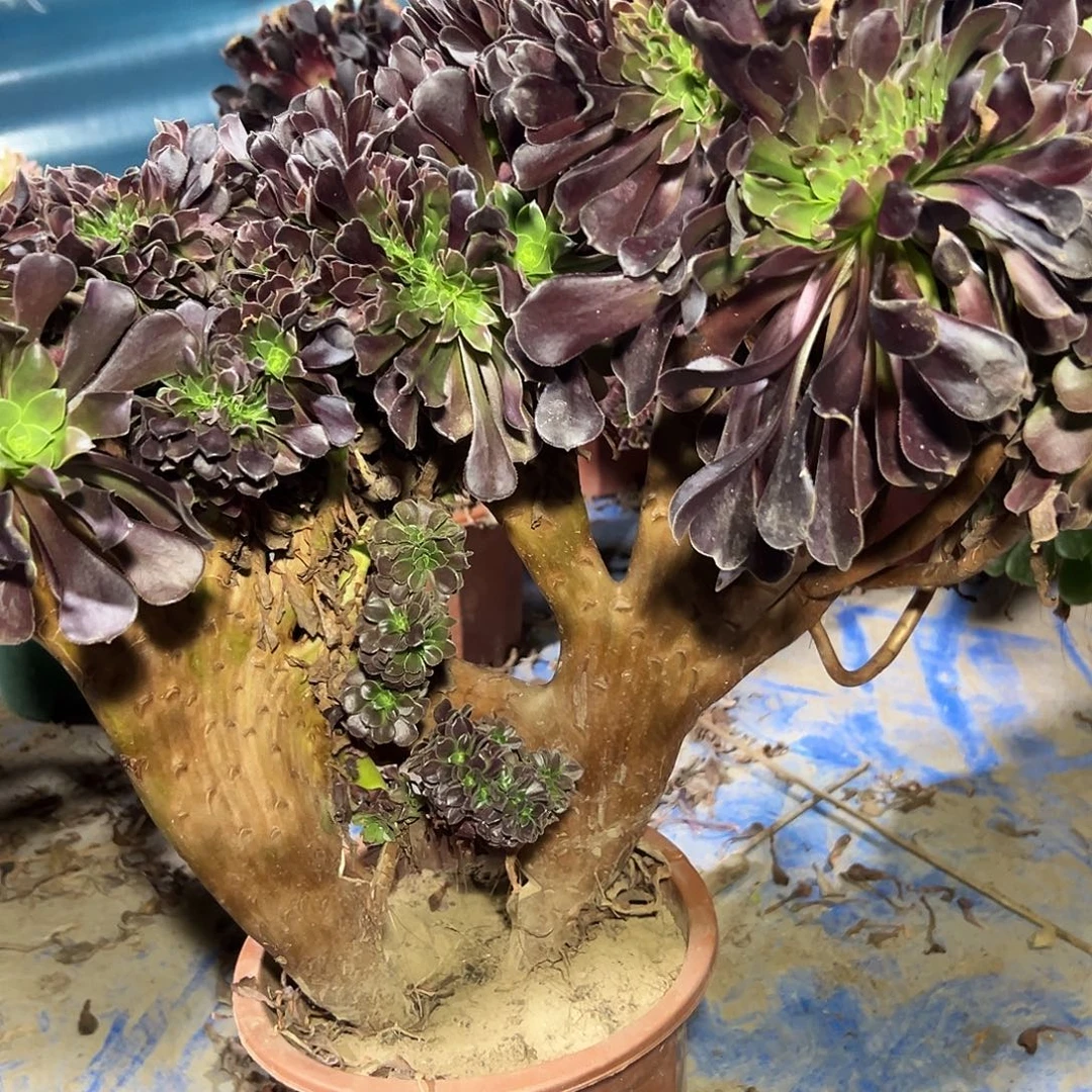 民***铺多379肉植物欧子缀花