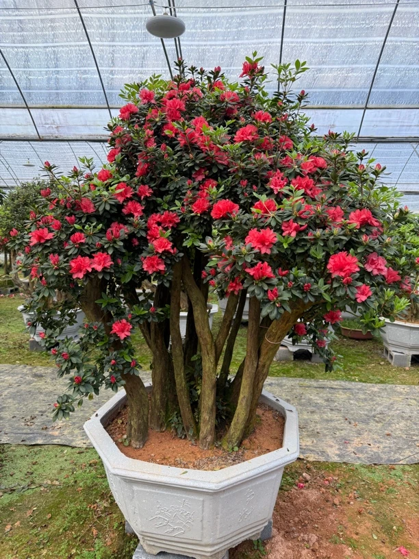 庭院绿化杜鹃花老桩耐寒耐热四季常青室内外盆栽