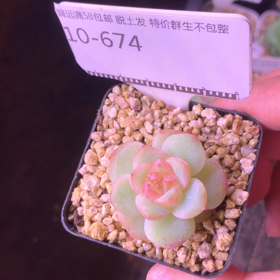 粉珍妮优选58包邮福利