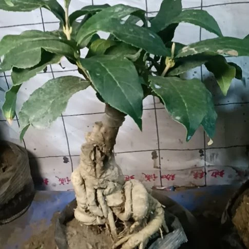 用***2完全开放四季丹桂