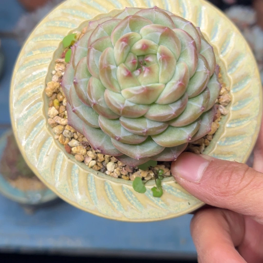 多肉植物一物一拍（11号）