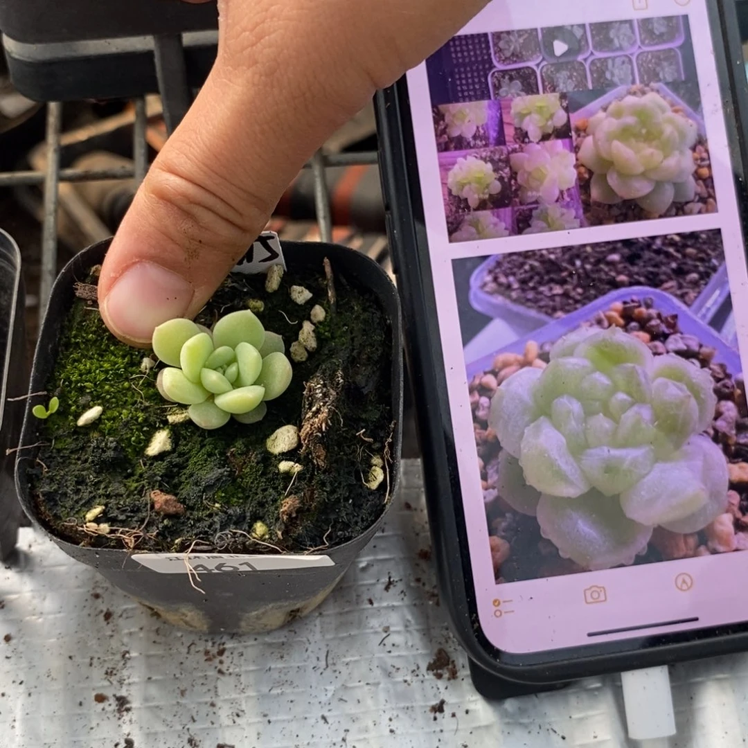 标签461飘渺一个多肉