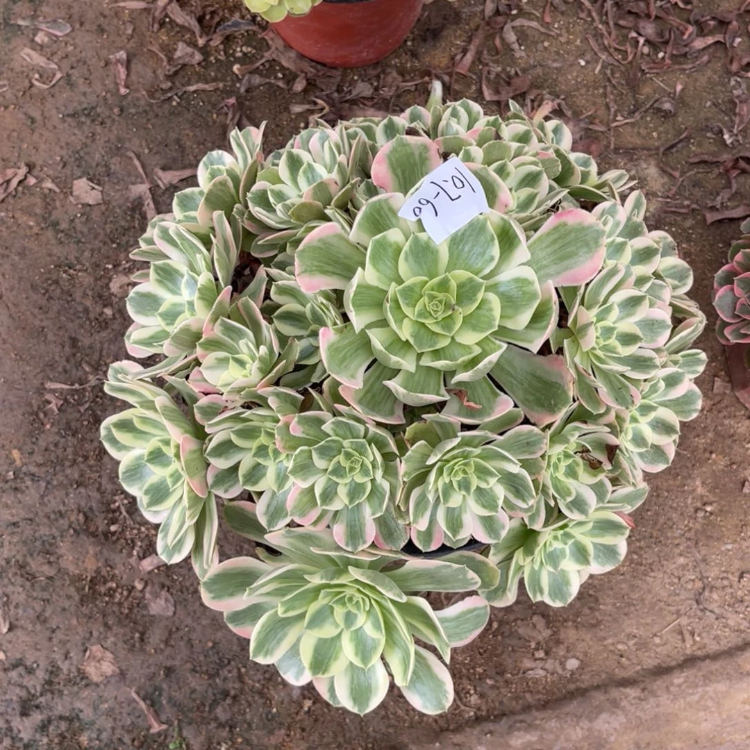 10.7-60女妖手捧多肉