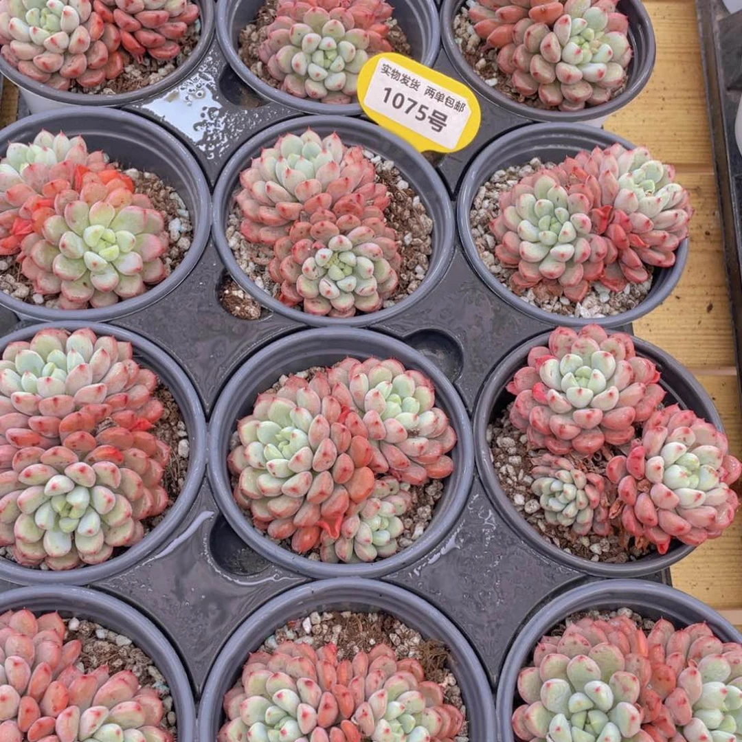 1075号 雪桃大双头一个