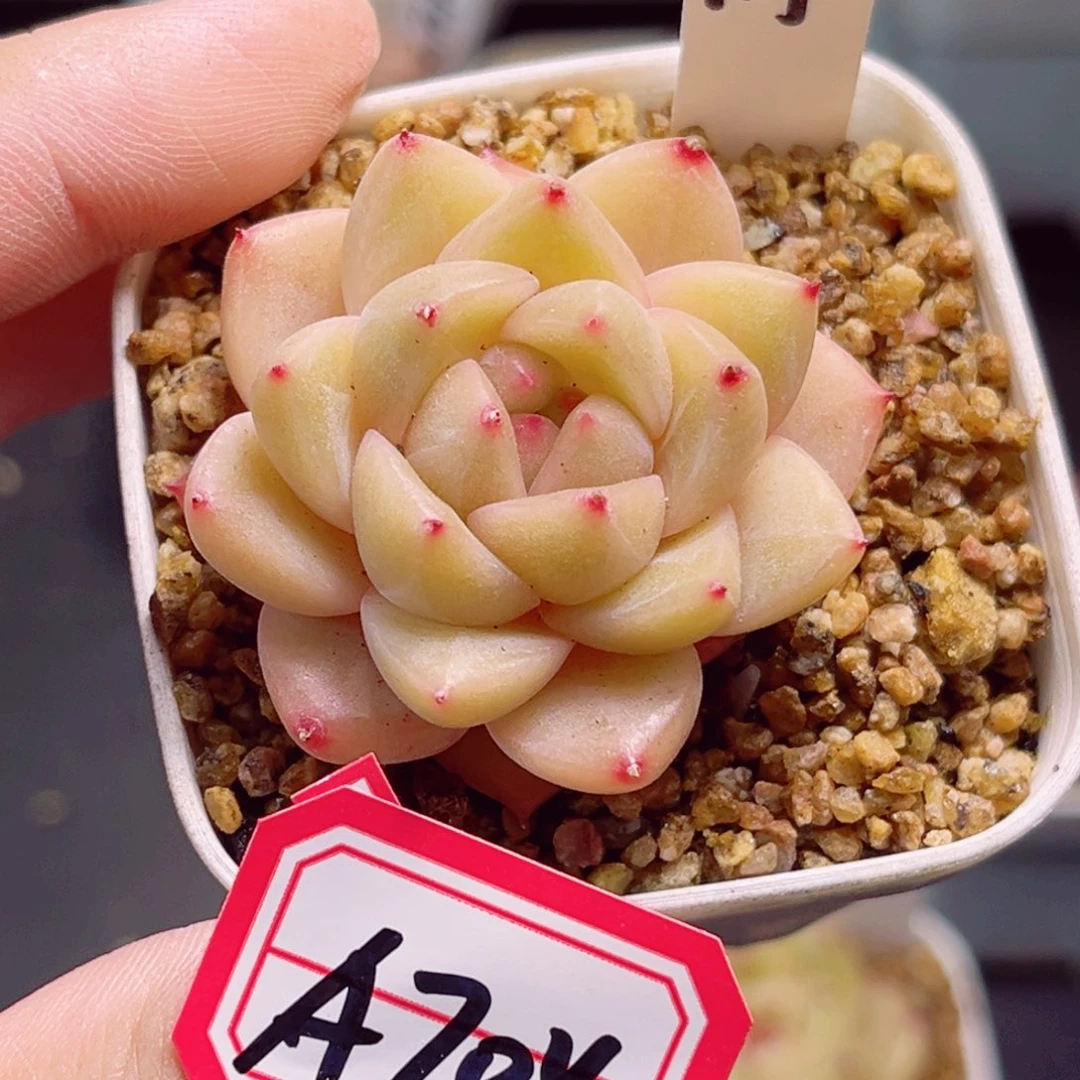 A704 一物一拍 风间