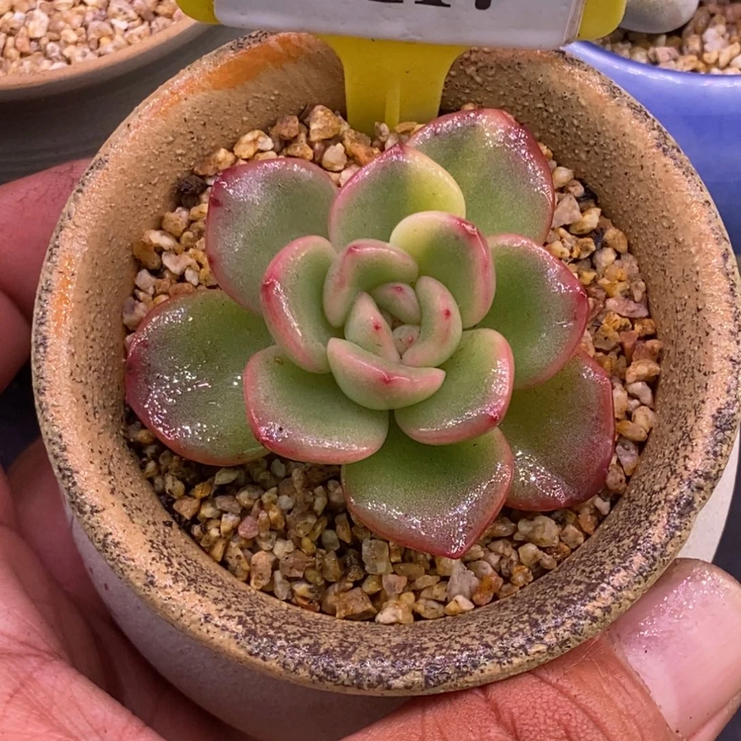 7117泡芙锦多肉……