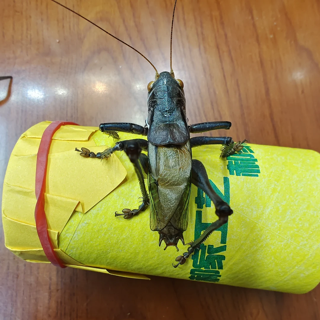 郝建伟大炮筒蝈蝈