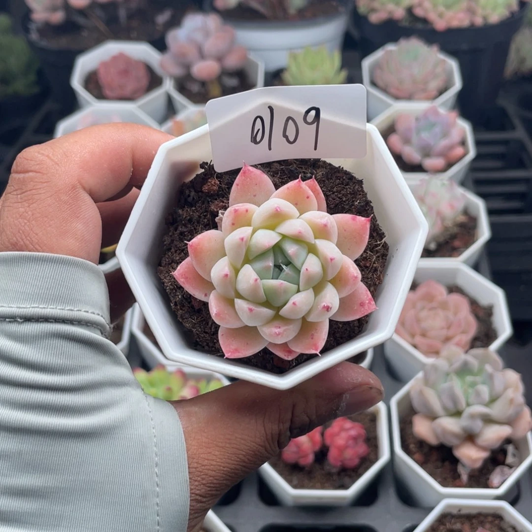 0109如梦令4.0厘米