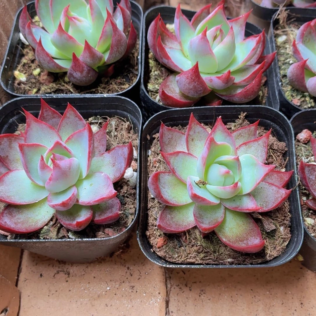 惊鸿仙子多肉9.9包邮发货