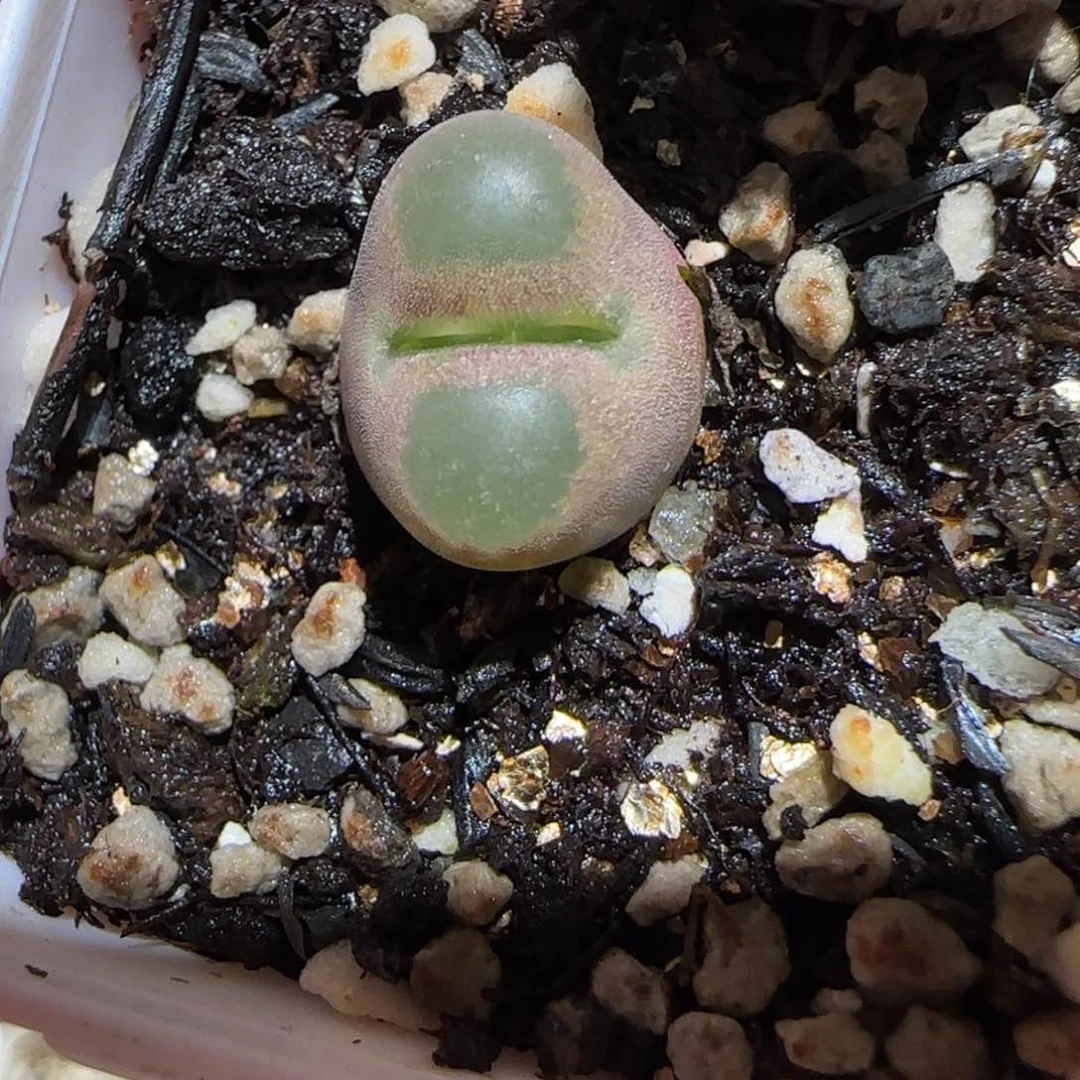 肉锥多肉植物百科-磁铁有疤75