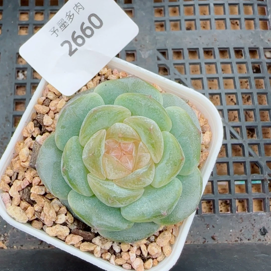 奶油黄桃,2660多肉植物