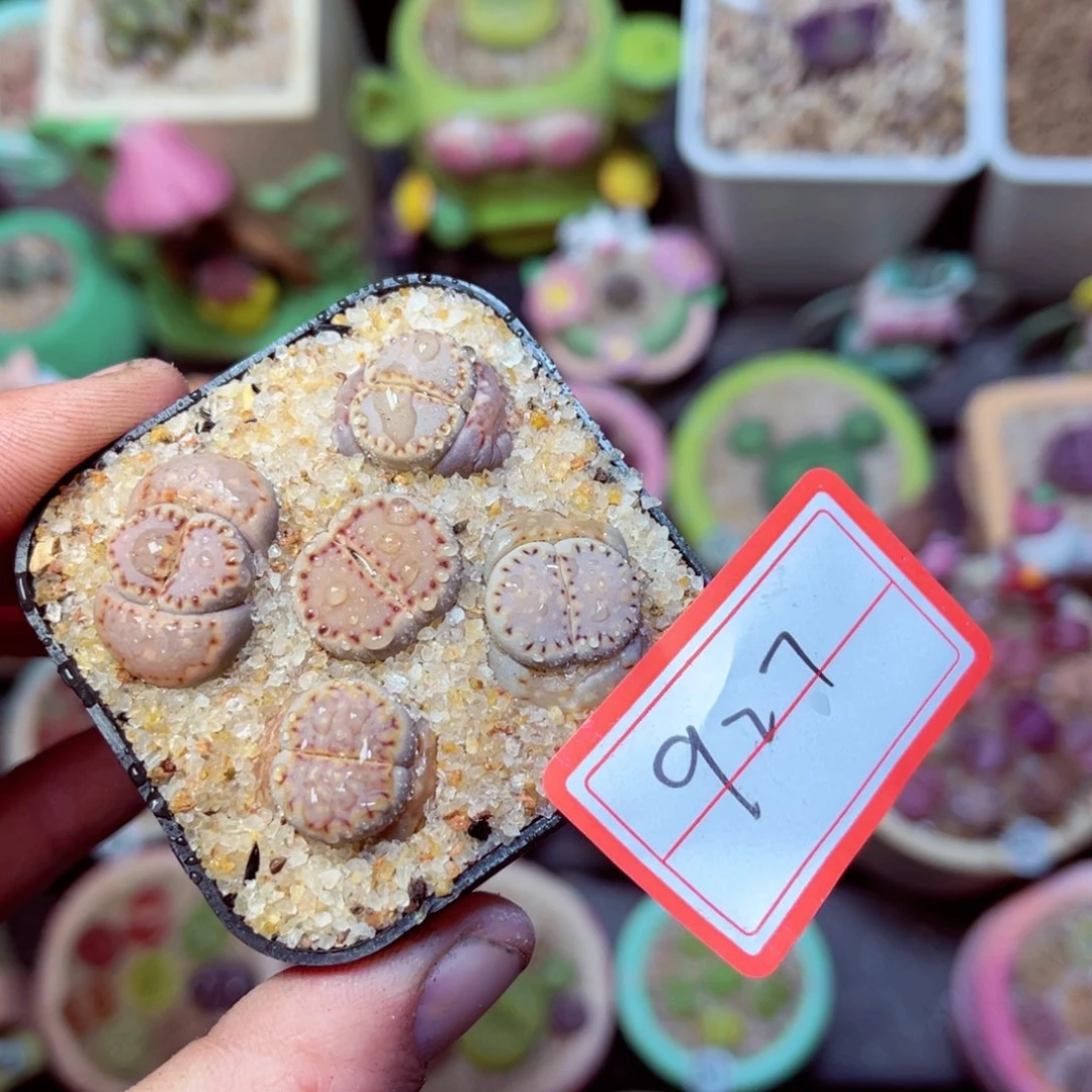 927生石花带盆发