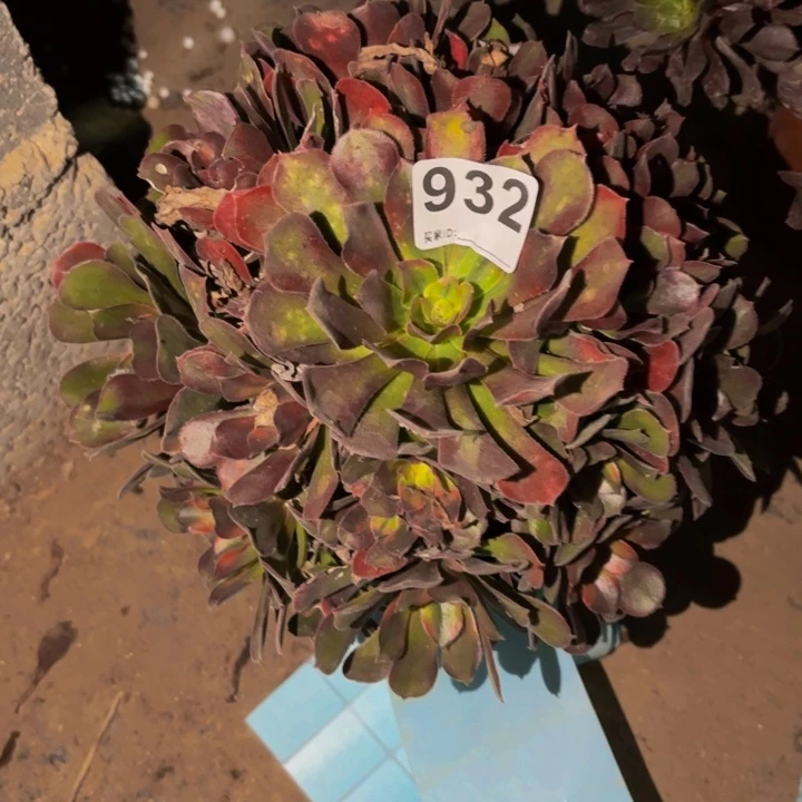 932香妃多肉植物不售后