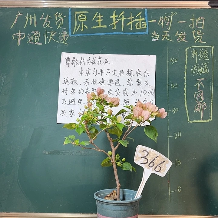 全部花苞暗斑丽人 366