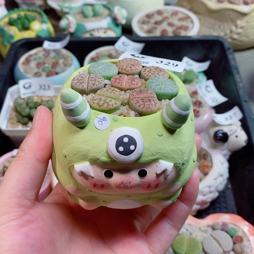 生石花花花花花花329