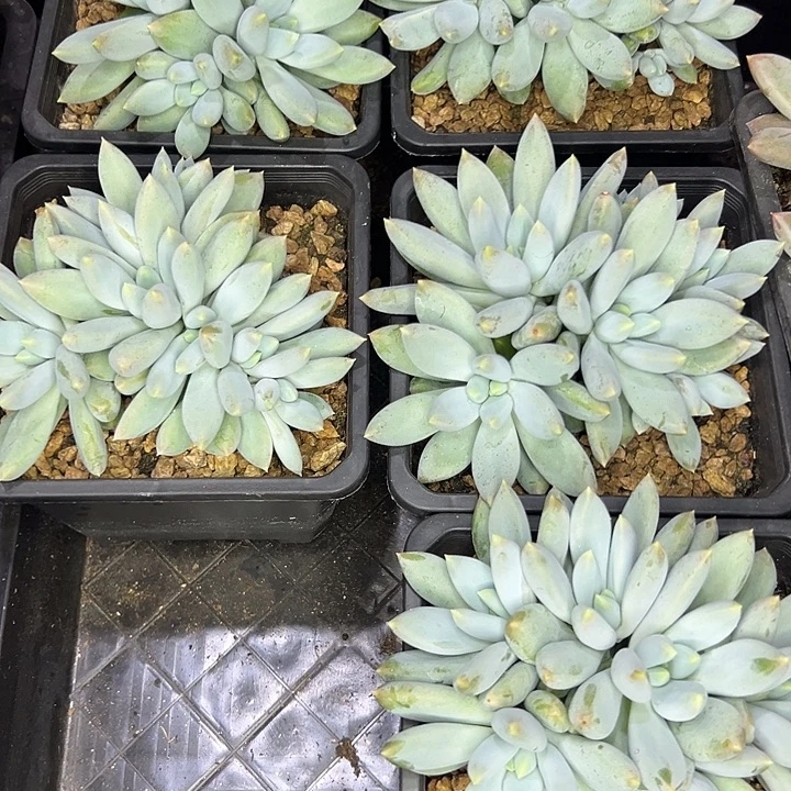 1颗胖体哥特萝莉，一物一拍