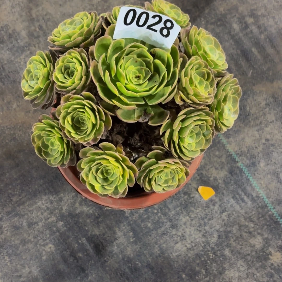 无花朵0028奶白法师多肉植物