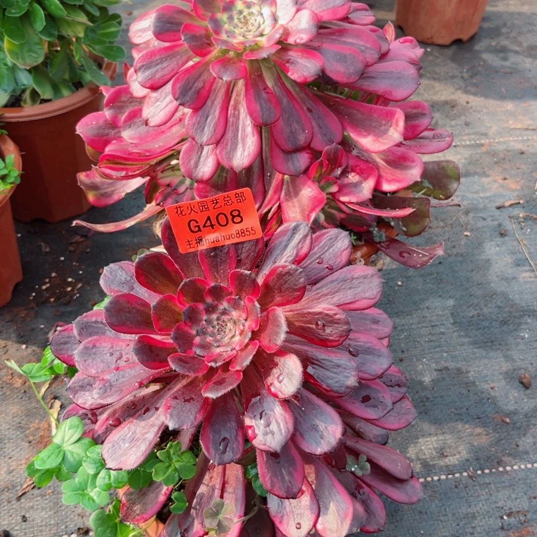 组合408多肉植物