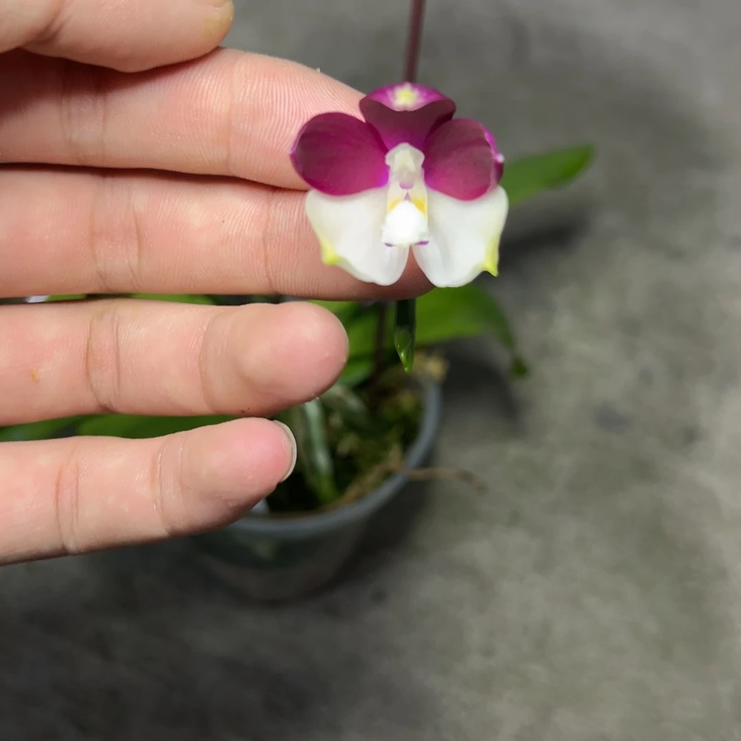 完全开放l398三寸ys1215