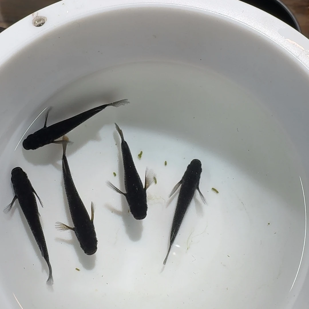 海水鱼林员外小小的真可爱