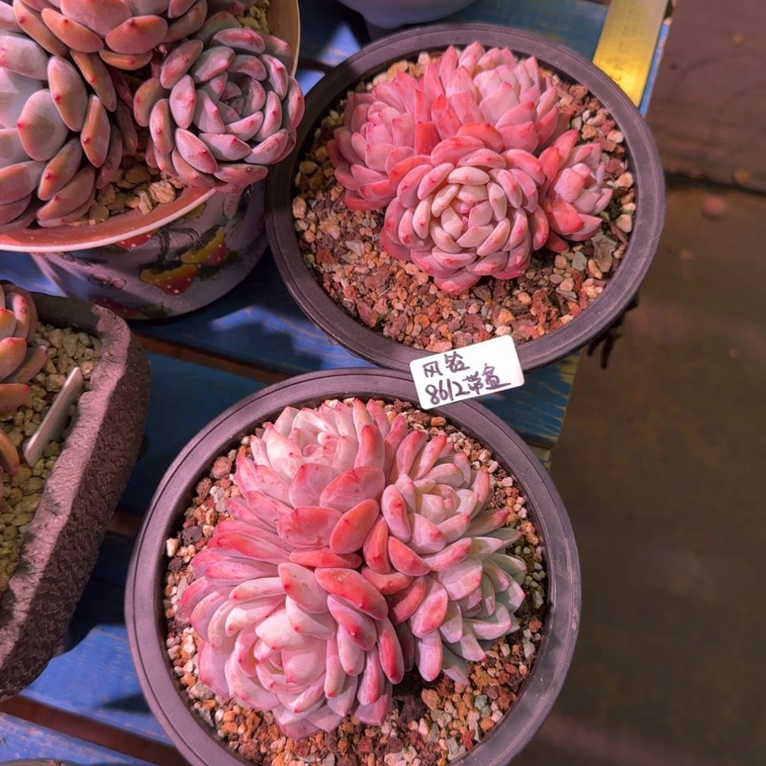 橙梦露群2颗带盆发货