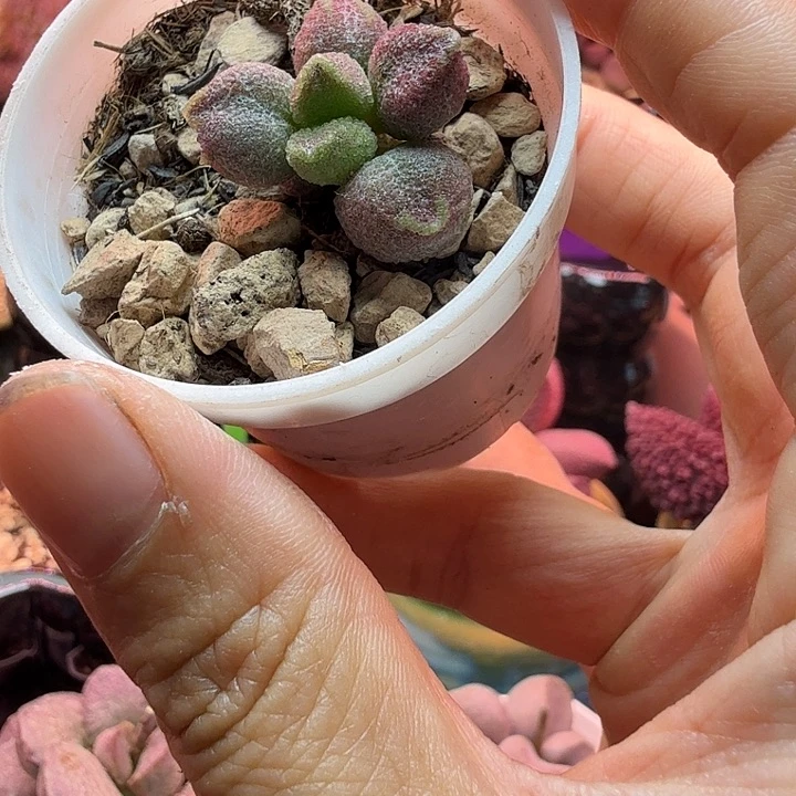 深****舞水蜜桃的味道真的很好