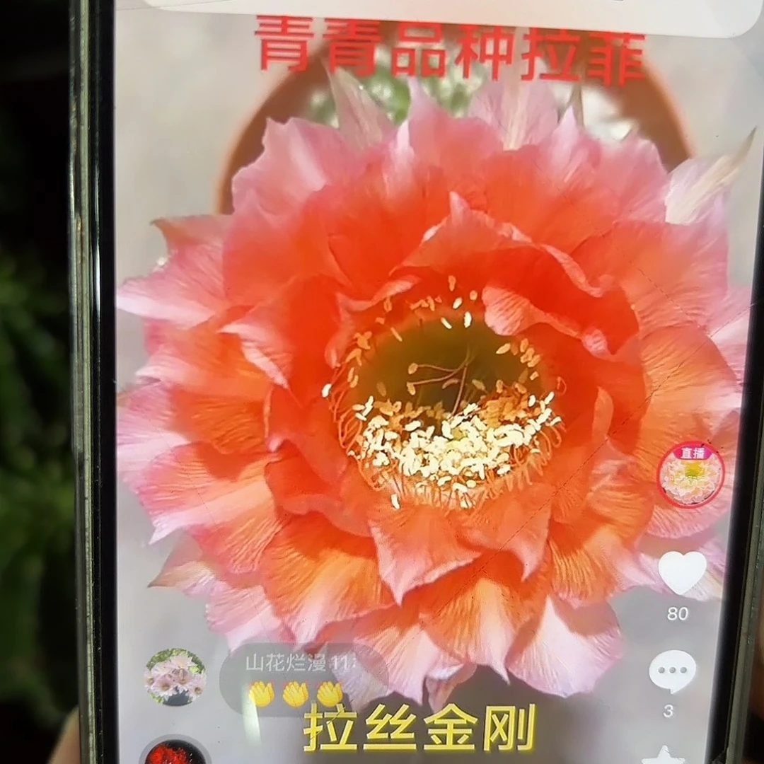 金刚拉菲带崽6公分左右