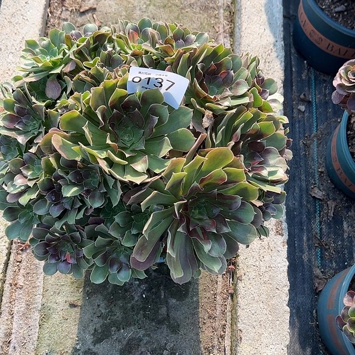 秋***云0137七彩多肉植物