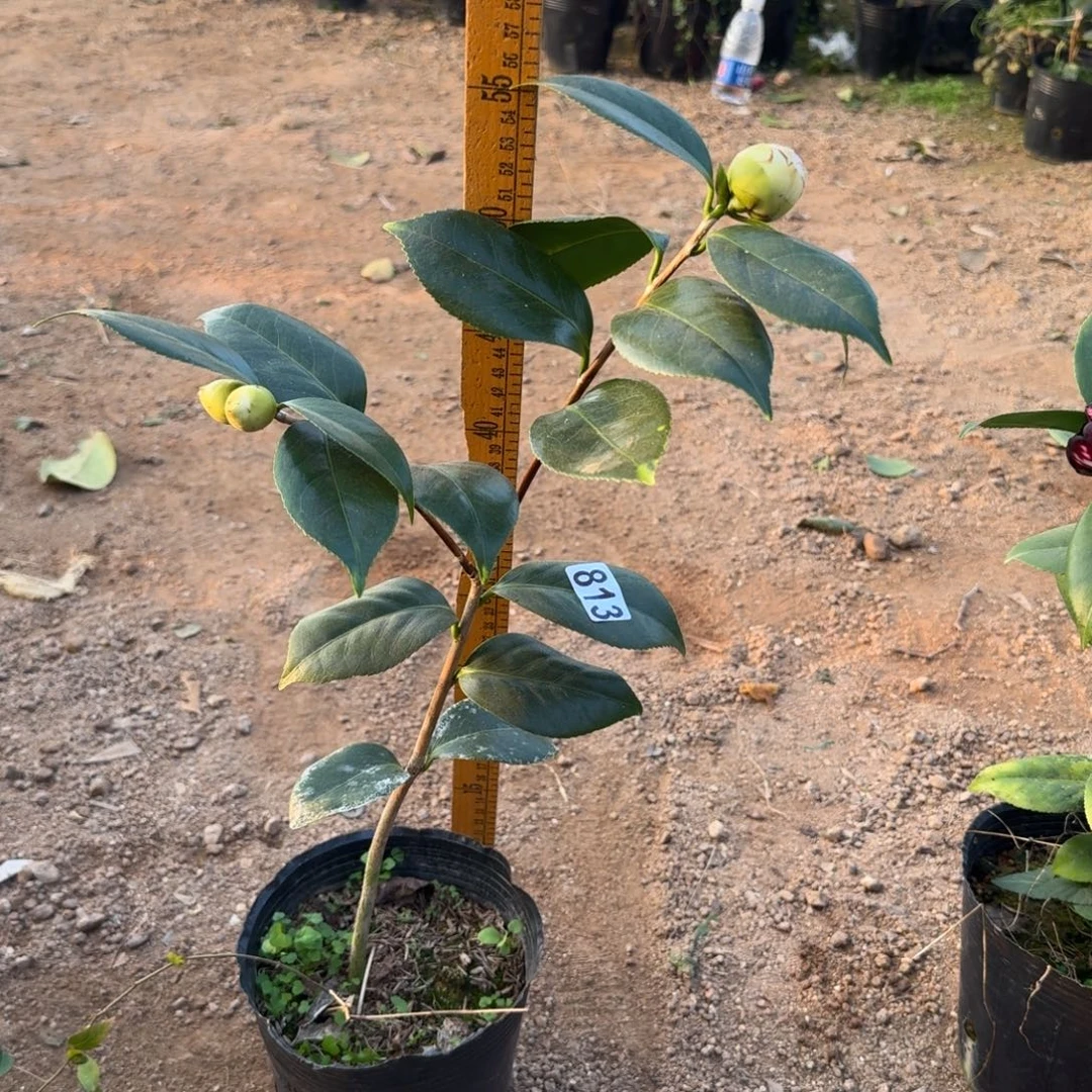 少量花朵（建议范围：2朵-5朵 或40%以下）813戴氏