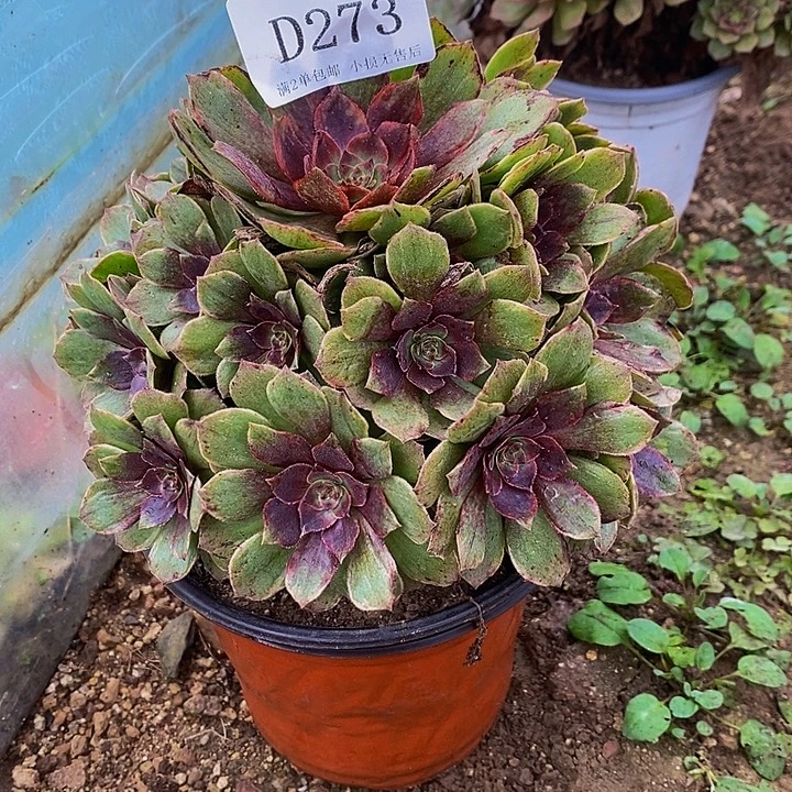 273红丝绒多肉法师锦