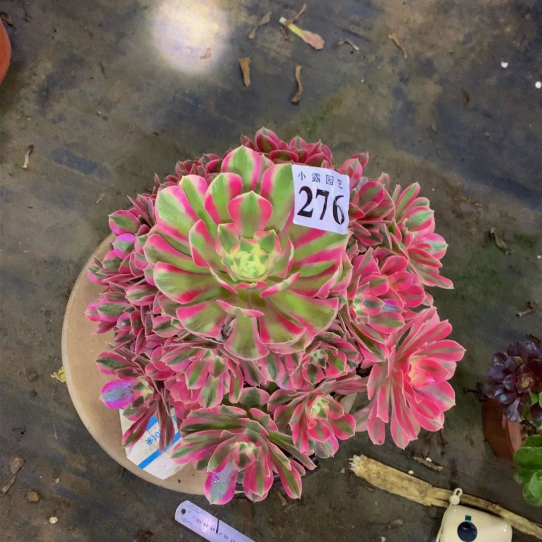 l*多肉植物276女巫888888