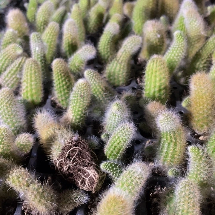 小九尾狐一元一颗