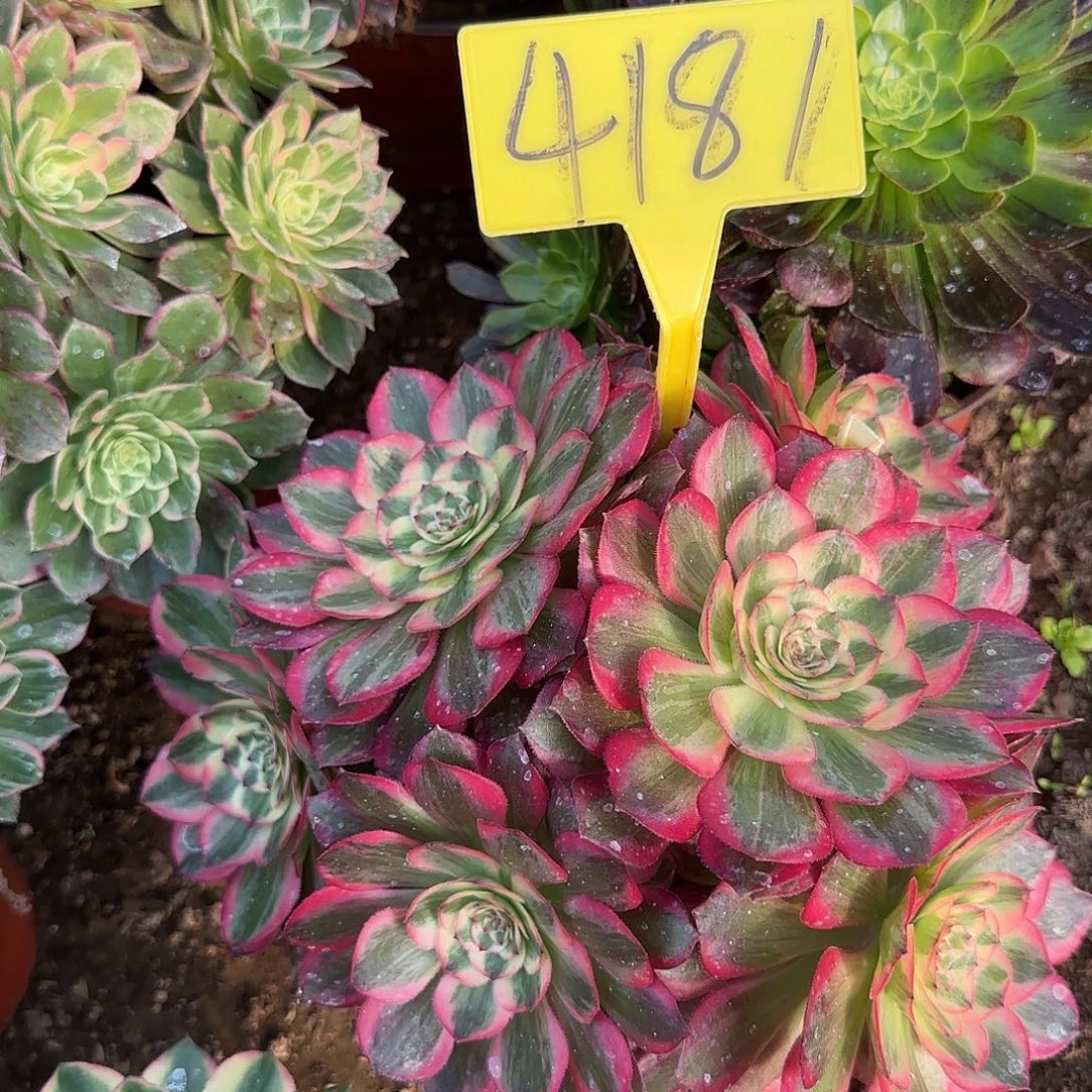 4181---云荷多头多肉