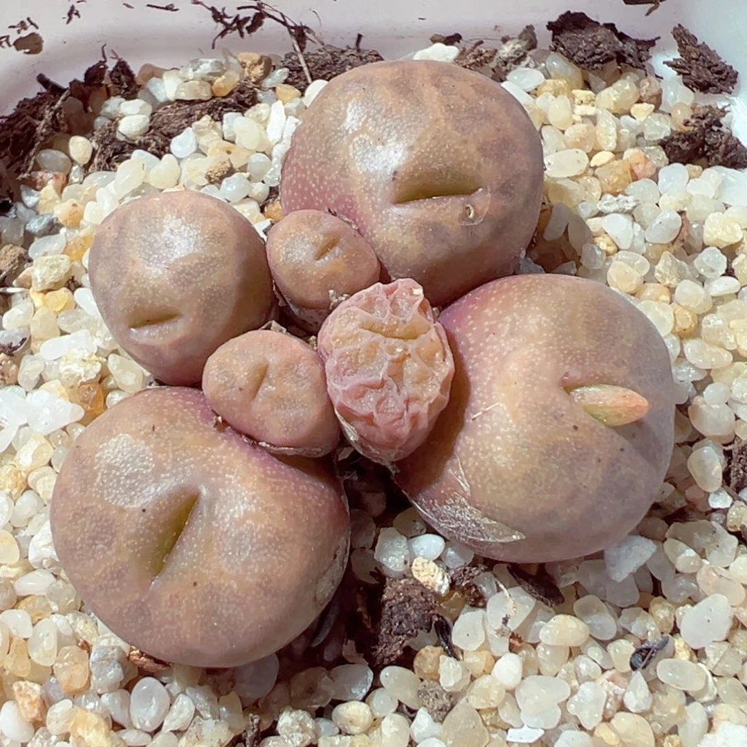 917-799多肉多肉圆烧