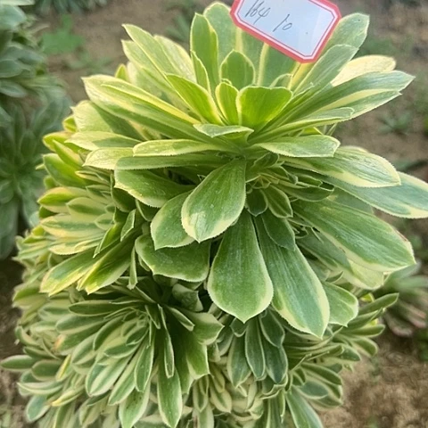 多肉植物金丝164