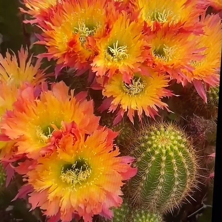 112毛花柱12厘米起带根球