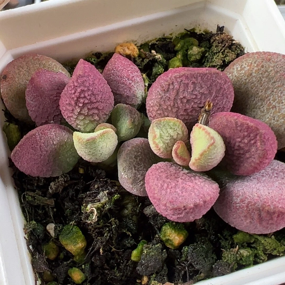 99亚当老桩多头粉色系