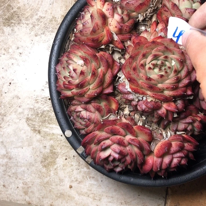 花****惪410/////////////