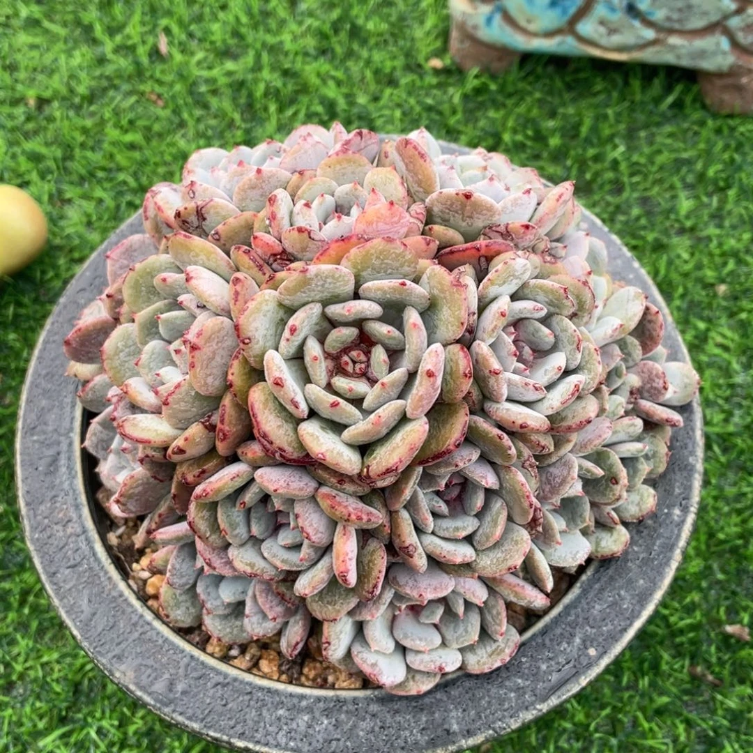 朱丽安娜粉平头群多肉植物