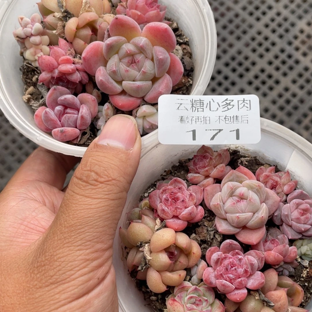 云糖心多肉植物171
