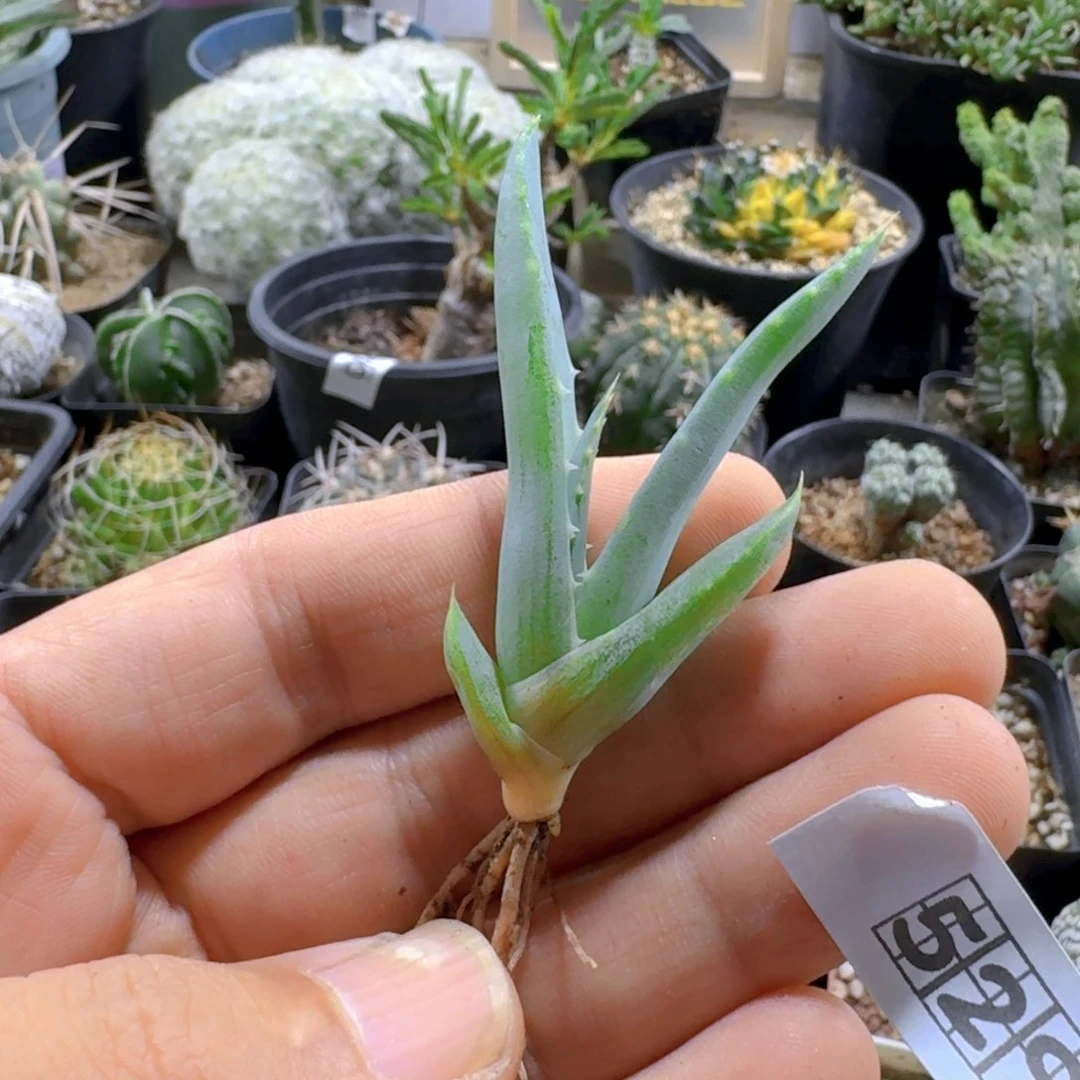 529推进器芦荟脱土发货一个随机