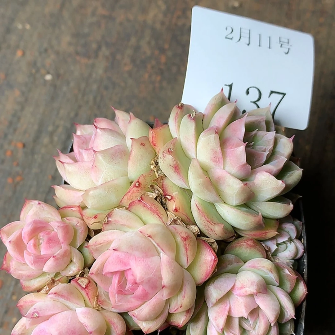 【闪购商品】云137