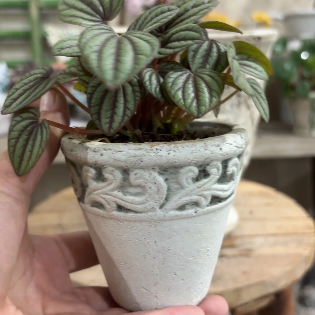 许纯的花房 福利小盆钩花