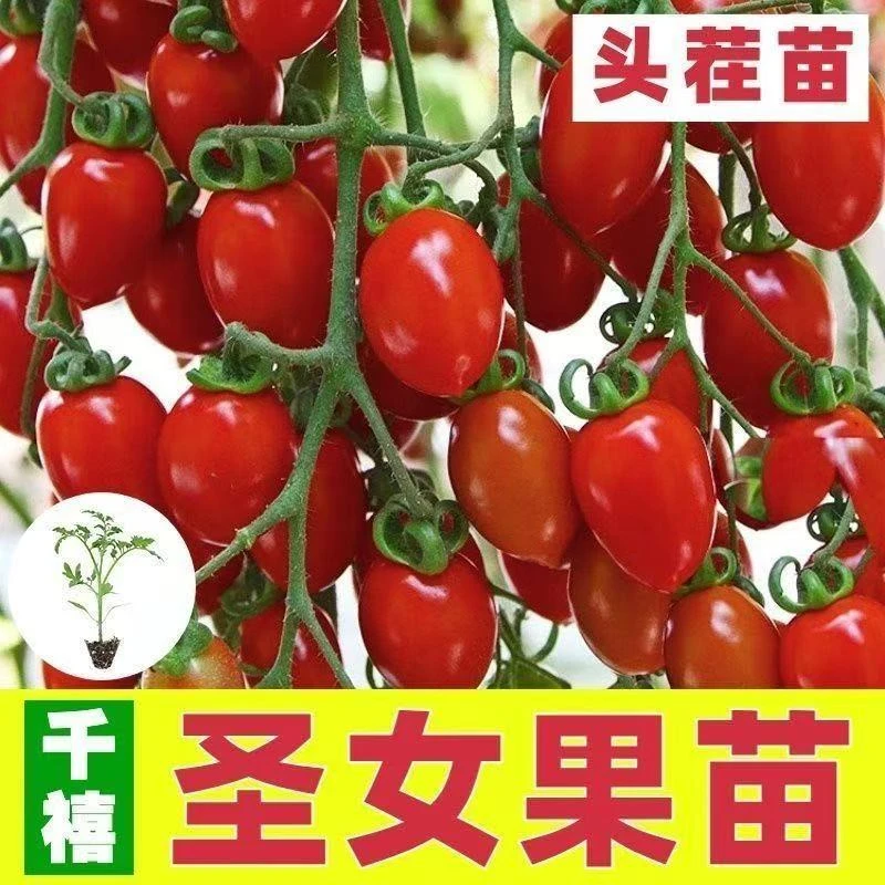 千禧果秧苗超甜千禧圣女果苗秧苗正宗爆甜薄皮小番茄种子四季水果