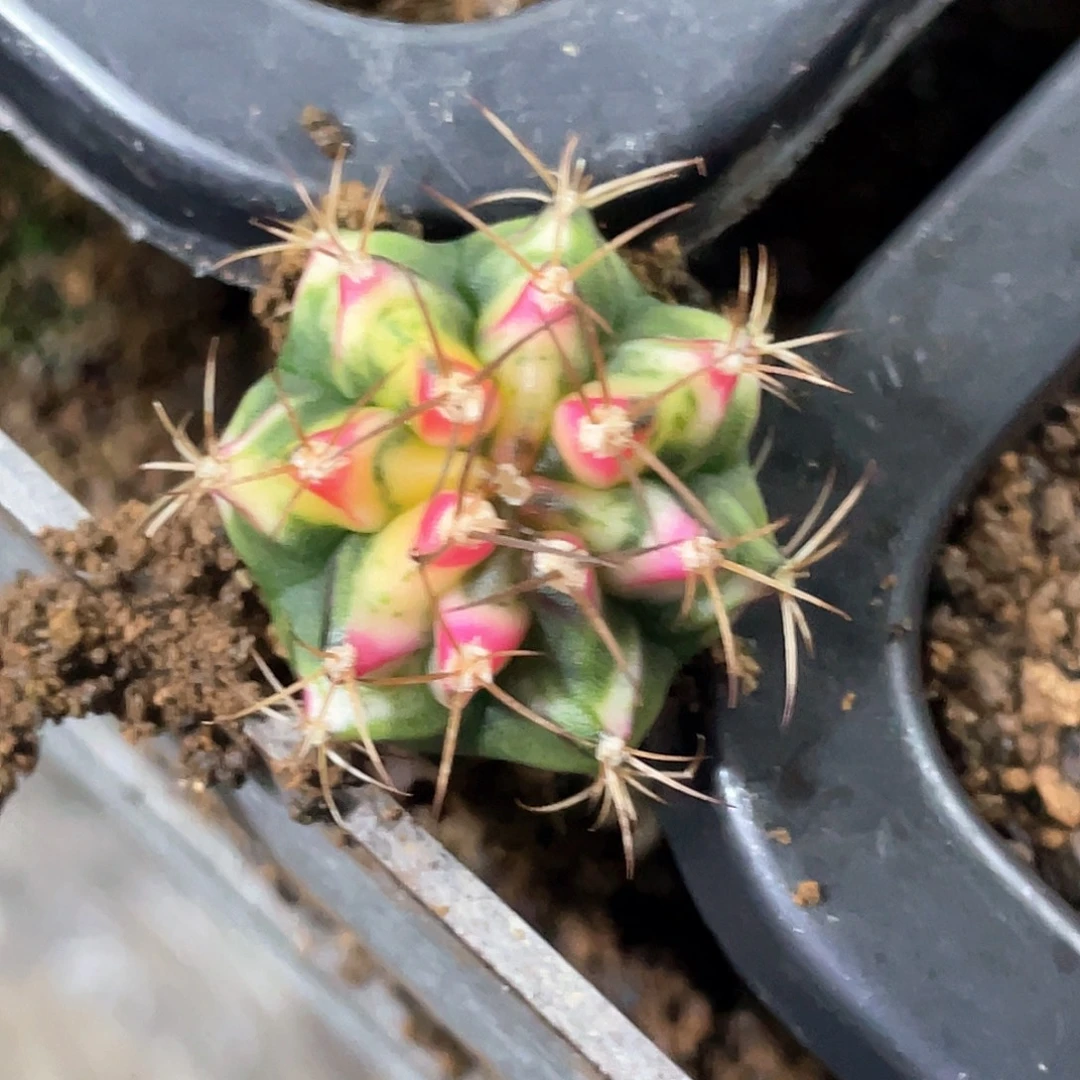 无花朵泰系名品侧，花田
