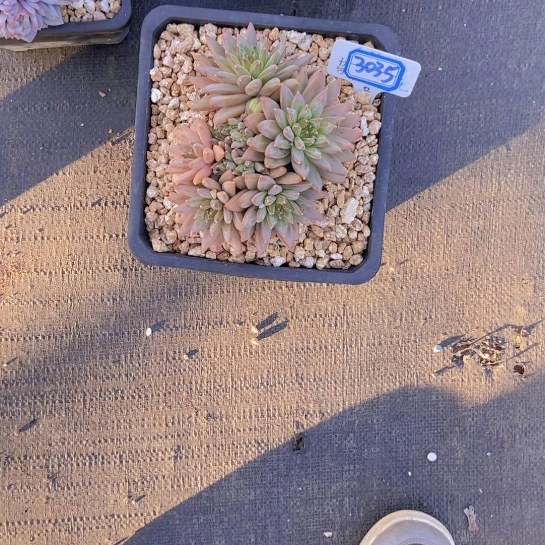 小***叶3035美人一颗杂交